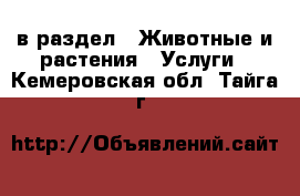  в раздел : Животные и растения » Услуги . Кемеровская обл.,Тайга г.